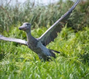 Saving the Shoebill: What the Latest Population Counts Show