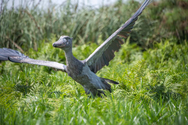 Saving the Shoebill: What the Latest Population Counts Show