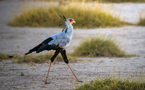 Secretary Birds: How They Hunt Snakes on Foot
