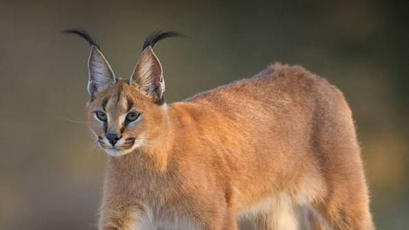 Serval, Caracal and African Wildcat: The Small Cats of Safari