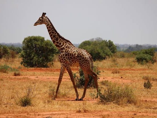 Shaba National Reserve: Born Free Country in Northern Kenya