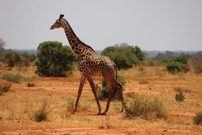 Shaba National Reserve: Born Free Country in Northern Kenya