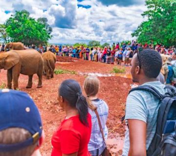Sheldrick Elephant Orphanage: Daily Visit Booking Guide