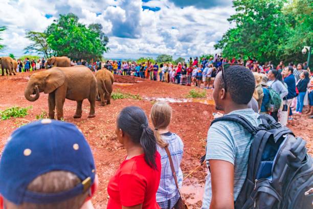 Sheldrick Elephant Orphanage: Daily Visit Booking Guide