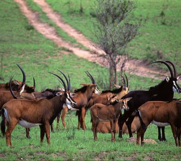 Shimba Hills National Park: