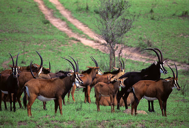 Shimba Hills National Park: