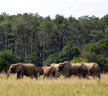 Shimba Hills National Reserve2 360x320