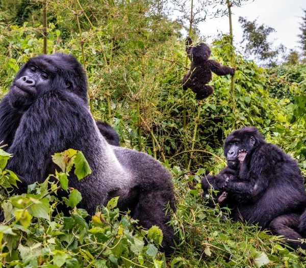 Silverback Succession: What Happens When a Group Leader Dies