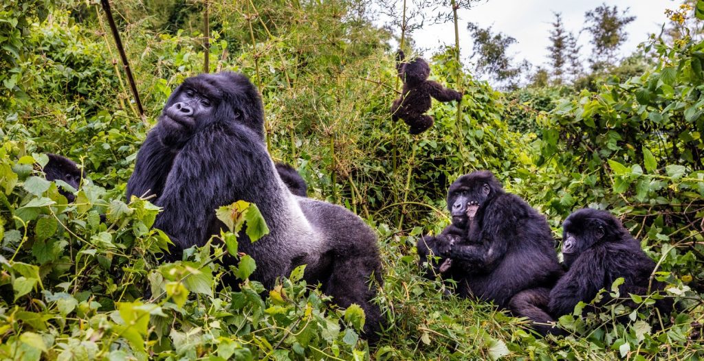 Silverback Succession: What Happens When a Group Leader Dies