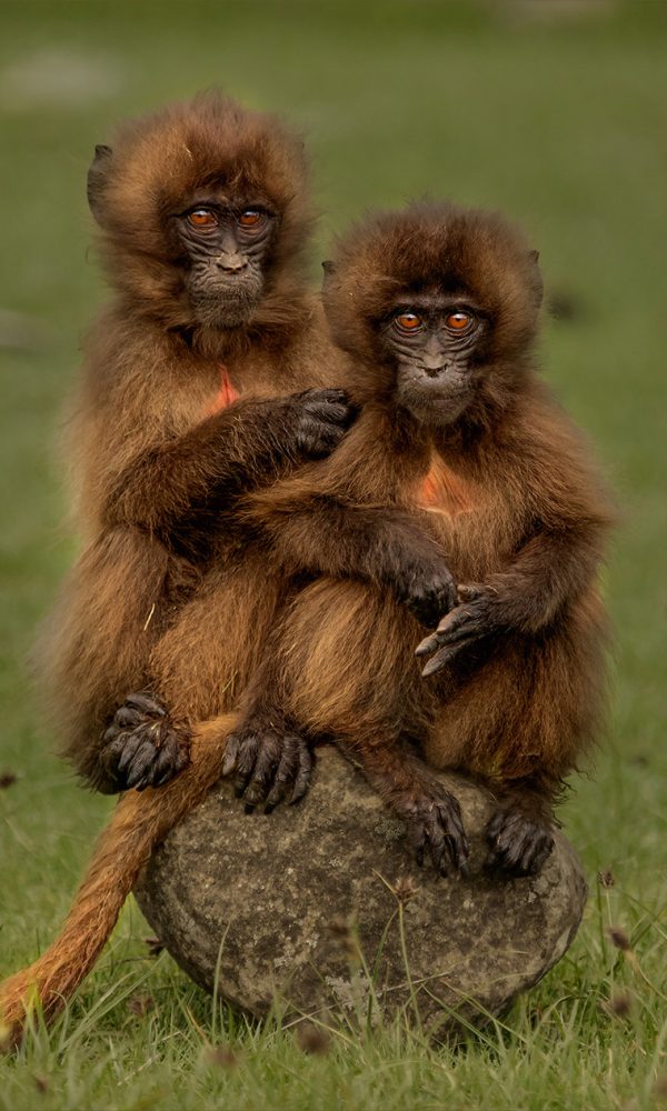Simien Mountains gelada monkeys 600x1000