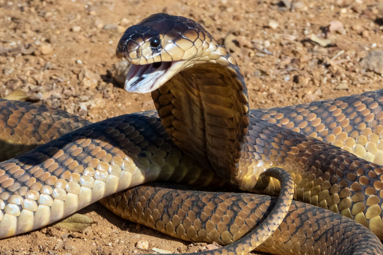 Snake Bites on Safari: What Guides Do and What to Pack