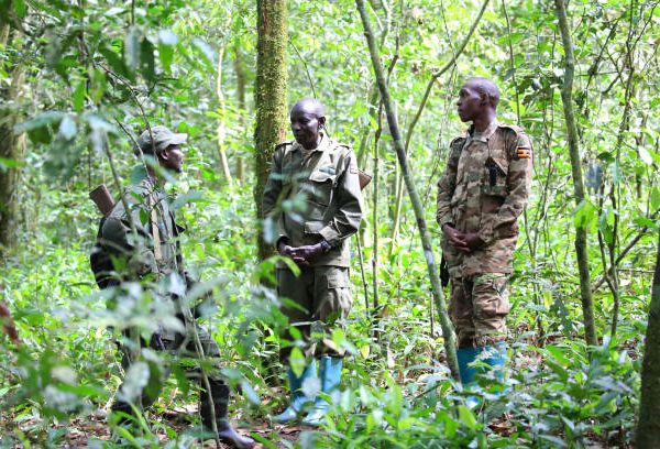 Snare Removal Patrols: How Rangers Protect Chimpanzees in Uganda