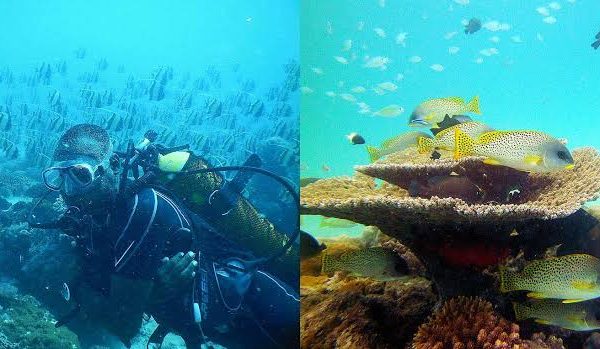 Snorkelling at Kisite Mpunguti Marine Park