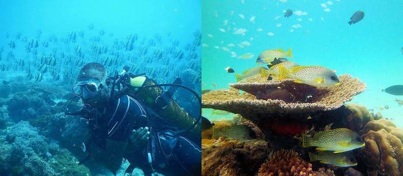 Snorkelling at Kisite-Mpunguti Marine Park