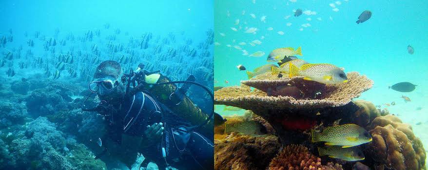 Snorkelling at Kisite Mpunguti Marine Park