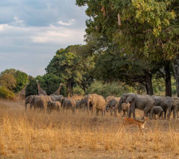 South Luangwa in Zambia