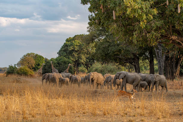 South Luangwa in Zambia