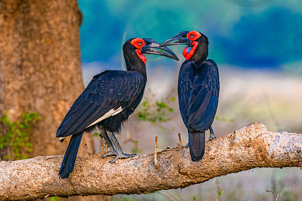 Southern Ground Hornbill