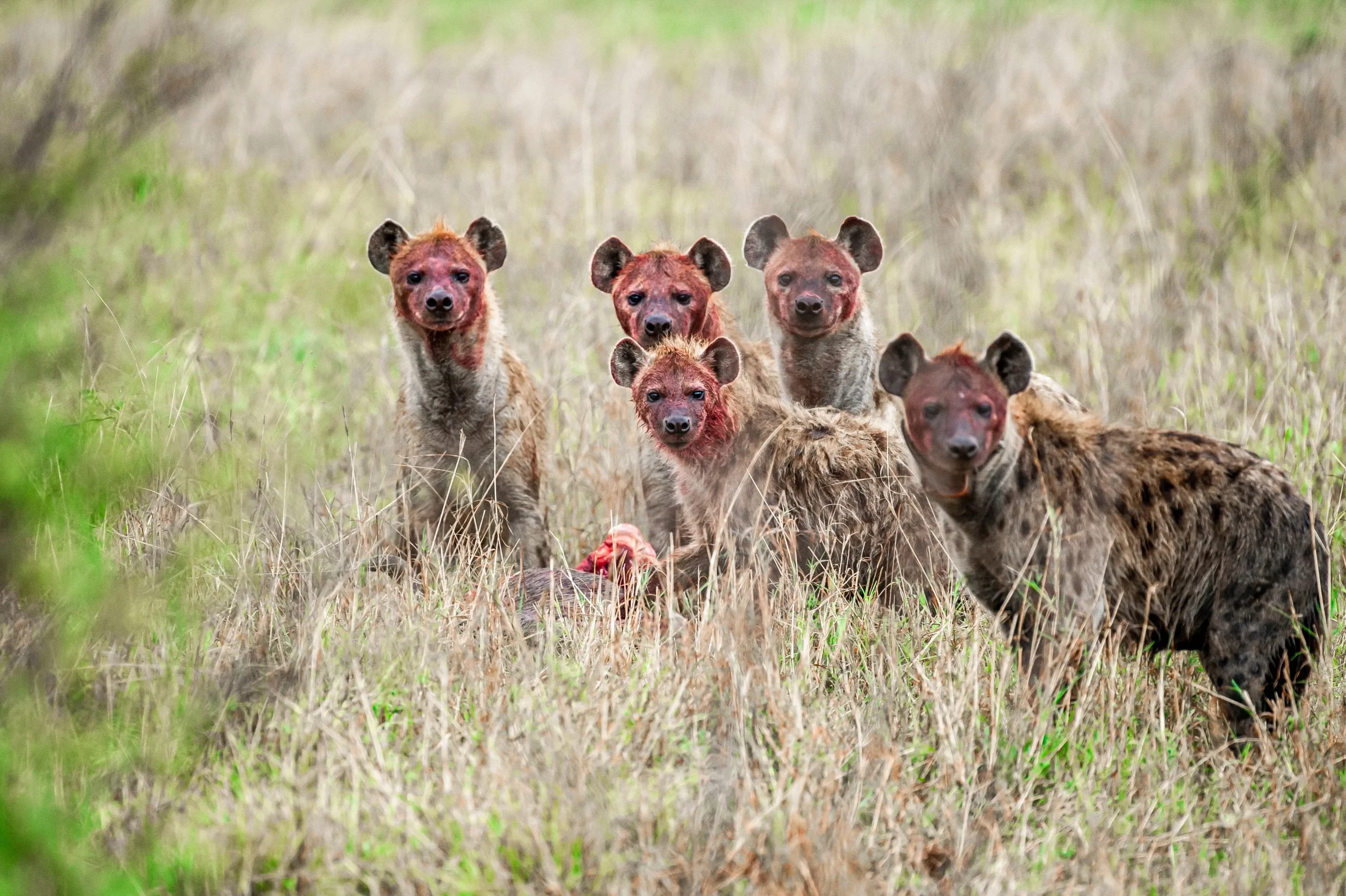 Spotted Hyena Clans: Why Females Run the Group