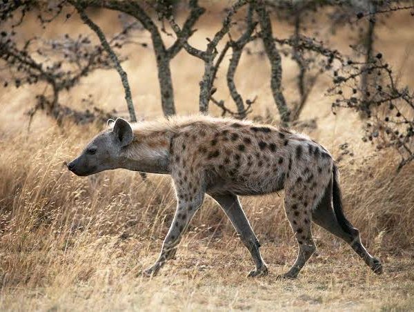 Spotted Hyenas: Scavengers or Skilled Hunters?