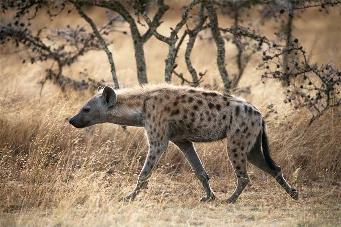 Spotted Hyenas: Scavengers or Skilled Hunters?