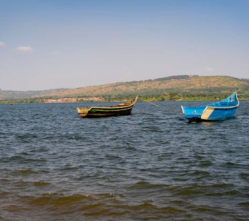 Lake Victoria's Invasive Water Hyacinth: What It Means for Fishing and Wildlife