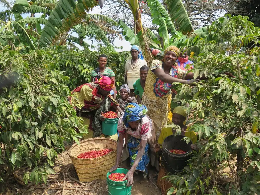 Tanzania Coffee Farm Visits on Kilimanjaro and in Mbeya