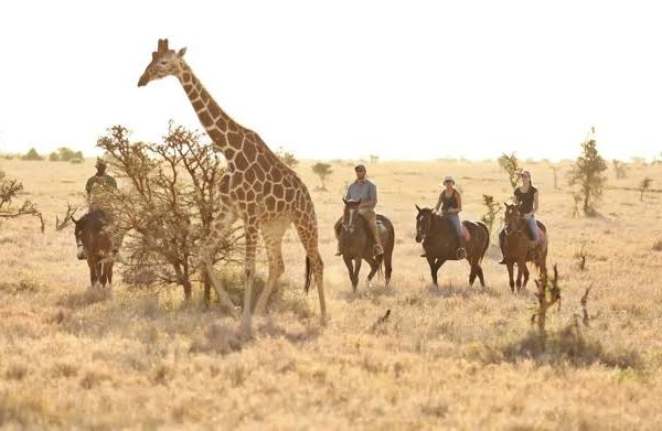 Teen Friendly Safaris: Activities That Keep Teenagers Engaged