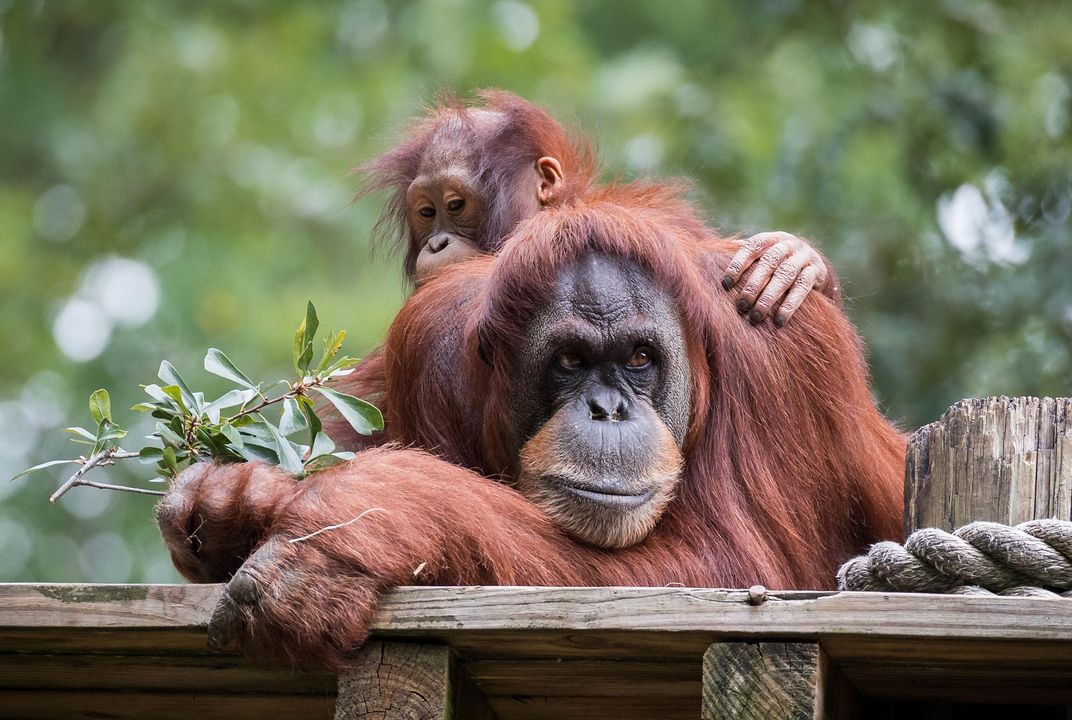 Telling Monkeys From Apes