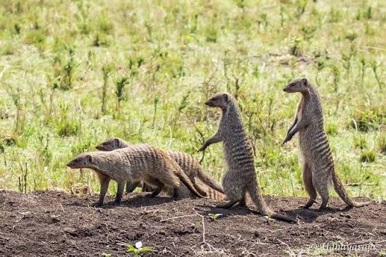Termite Mounds: Why Mongooses, Lizards and Plants Rely on Them