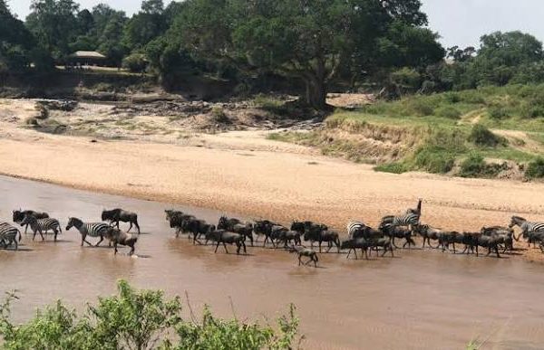 The Maasai Mara Conservancies: Why They Beat the Main Reserve