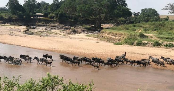 The Maasai Mara Conservancies: Why They Beat the Main Reserve