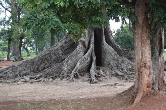 The Nakayima Tree: Myth and Pilgrimage in Mubende