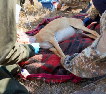 The Role of Wildlife Vets: Darting, Collaring and Treating Injured Animals