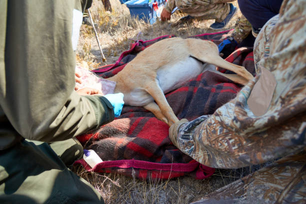 The Role of Wildlife Vets: Darting, Collaring and Treating Injured Animals