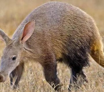 The Shy Five: Aardvark, Bat Eared Fox and Other Hard to Spot Animals