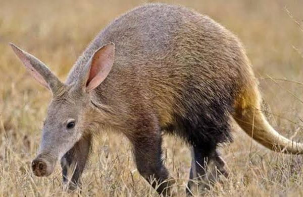 The Shy Five: Aardvark, Bat Eared Fox and Other Hard to Spot Animals