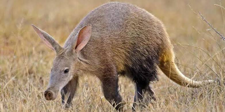 The Shy Five: Aardvark, Bat Eared Fox and Other Hard to Spot Animals
