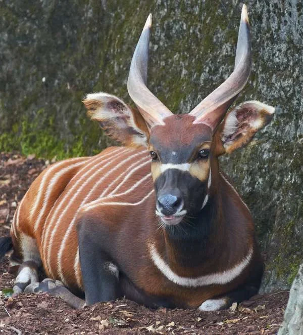 The Sitatunga: Uganda's Shy Swamp Antelope
