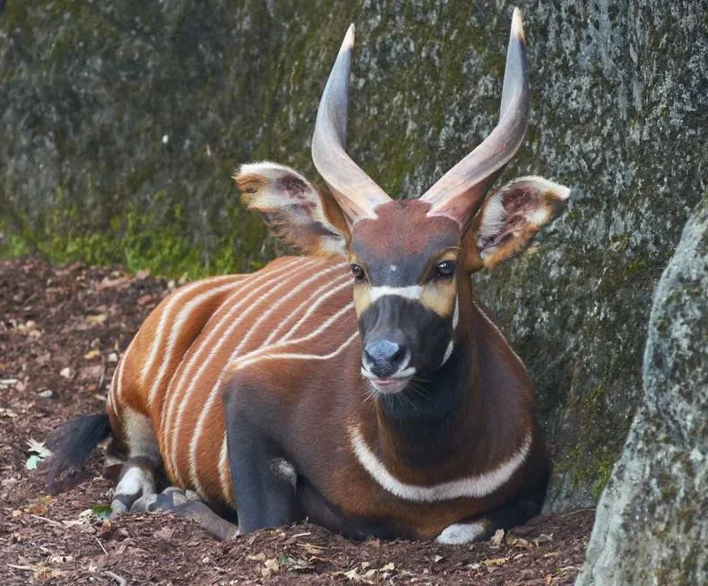 The Sitatunga The Sitatunga: Uganda's Shy Swamp Antelope