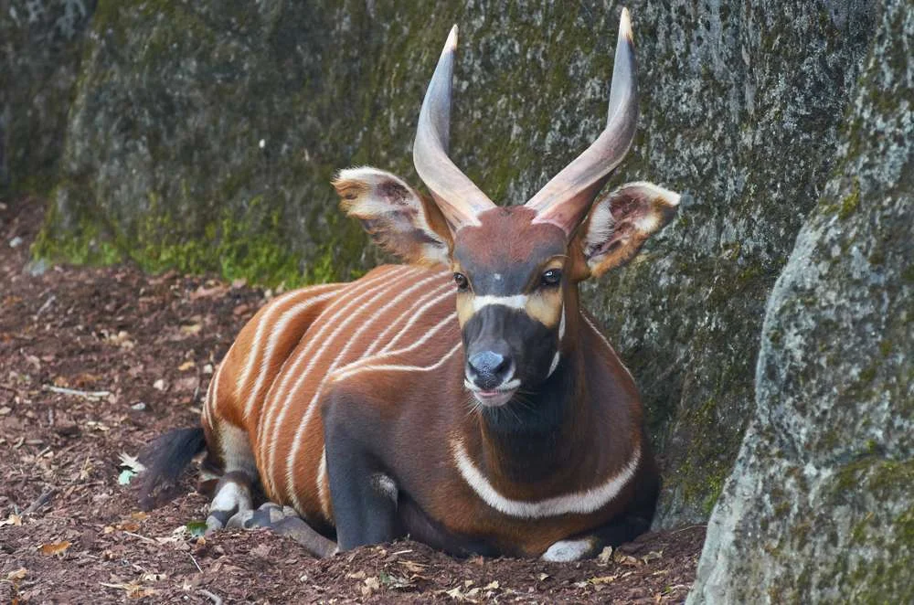 The Sitatunga: Uganda's Shy Swamp Antelope