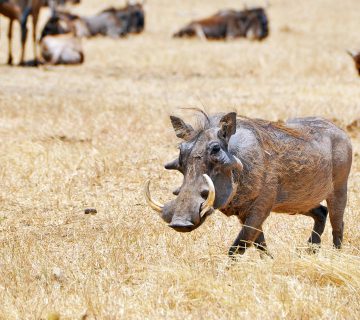 The Ugly Five: Why Safari Guides Love Wildebeest and Warthogs