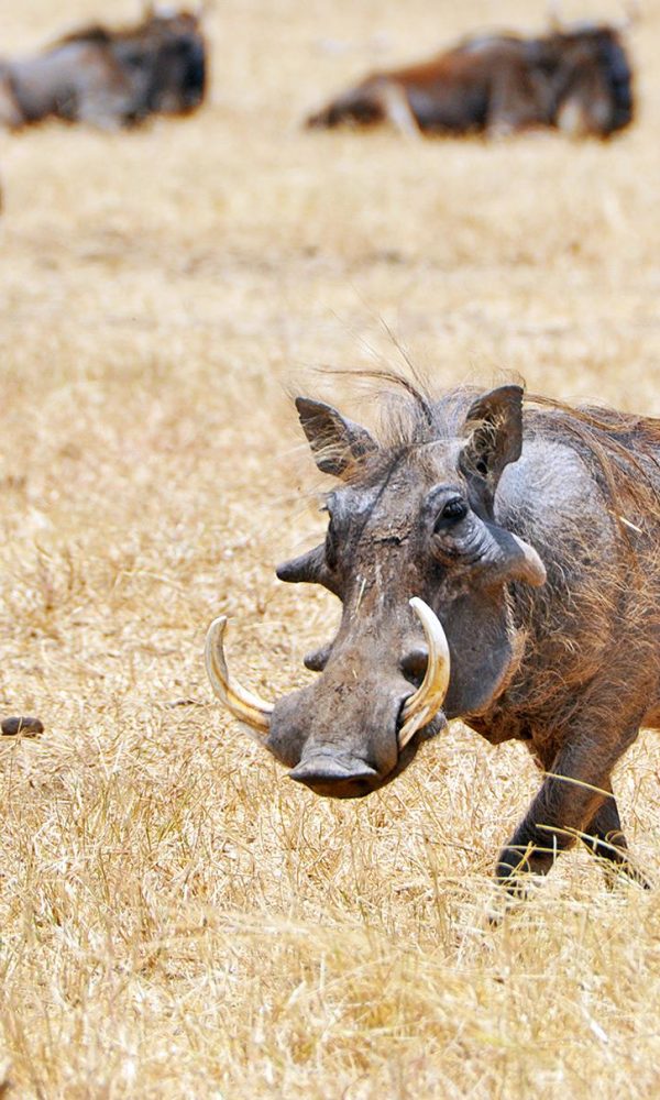 The Ugly Five: Why Safari Guides Love Wildebeest and Warthogs