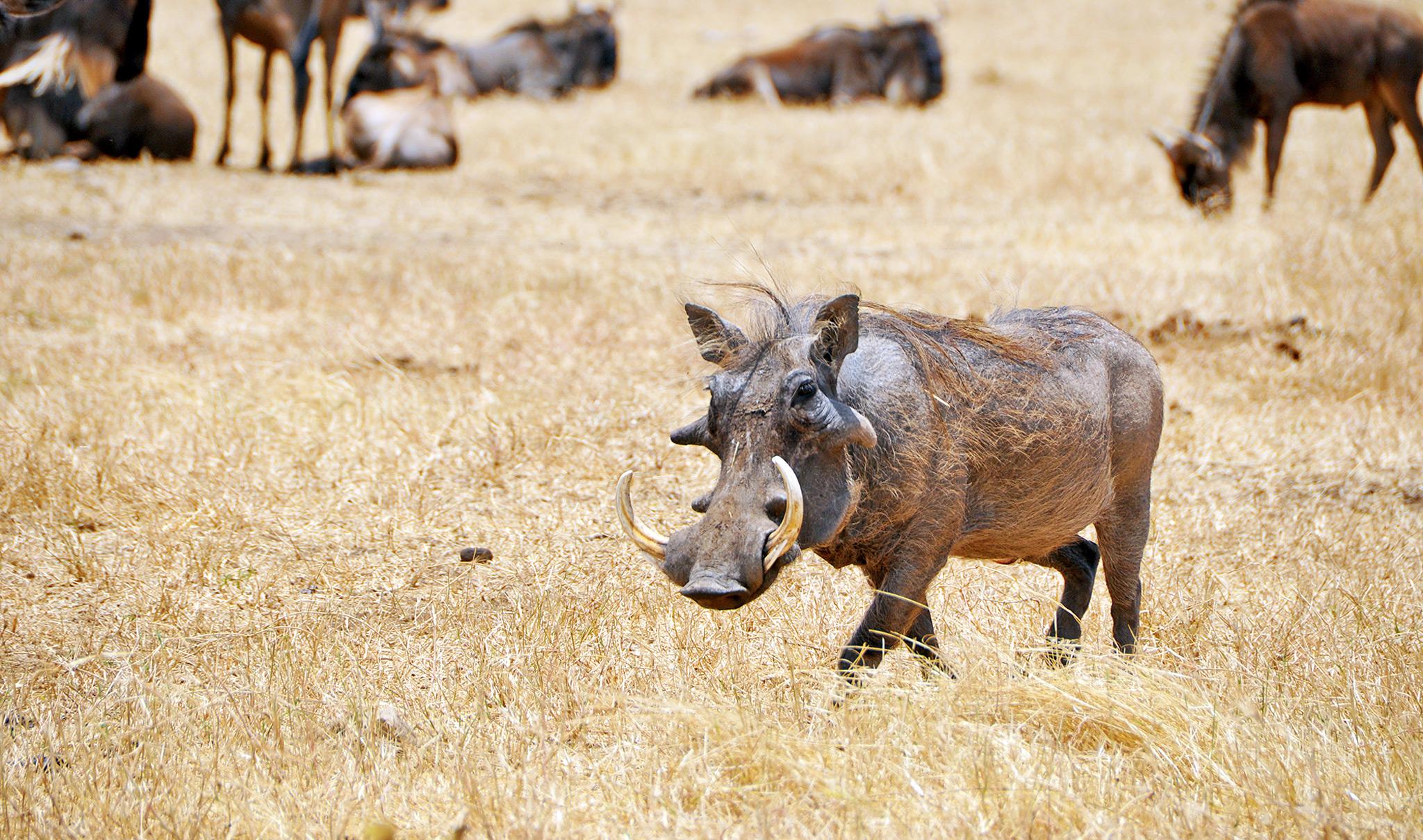 The Ugly Five: Why Safari Guides Love Wildebeest and Warthogs
