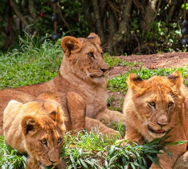 Tipping on Safari: A Clear Guide for Guides, Porters and Lodge Staff