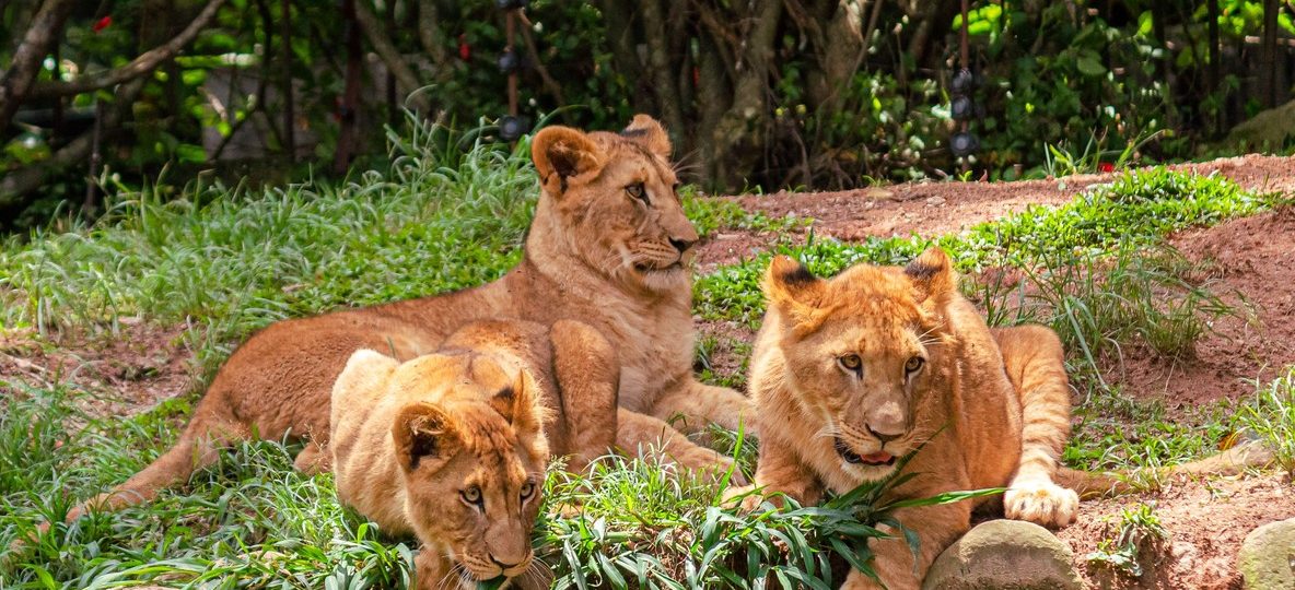 Tipping on Safari: A Clear Guide for Guides, Porters and Lodge Staff