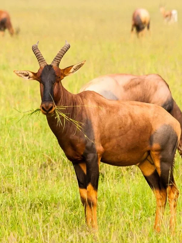 Jackson's Hartebeest and the Antelopes of Kidepo