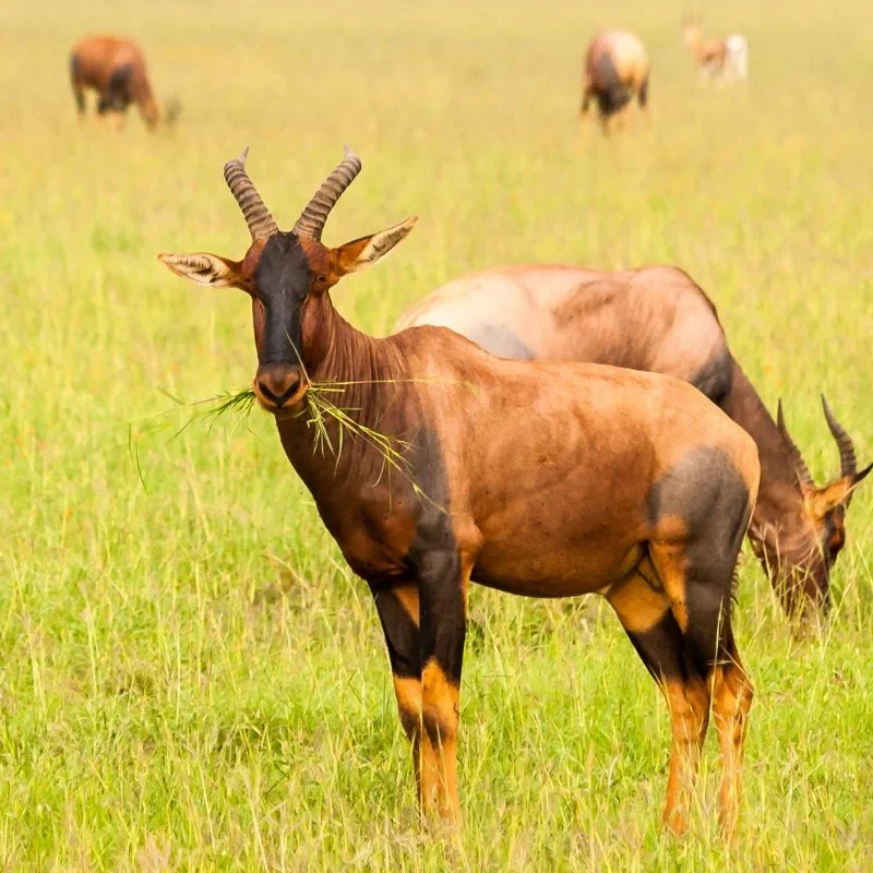 Jackson`s Hartebeast Jackson's Hartebeest and the Antelopes of Kidepo