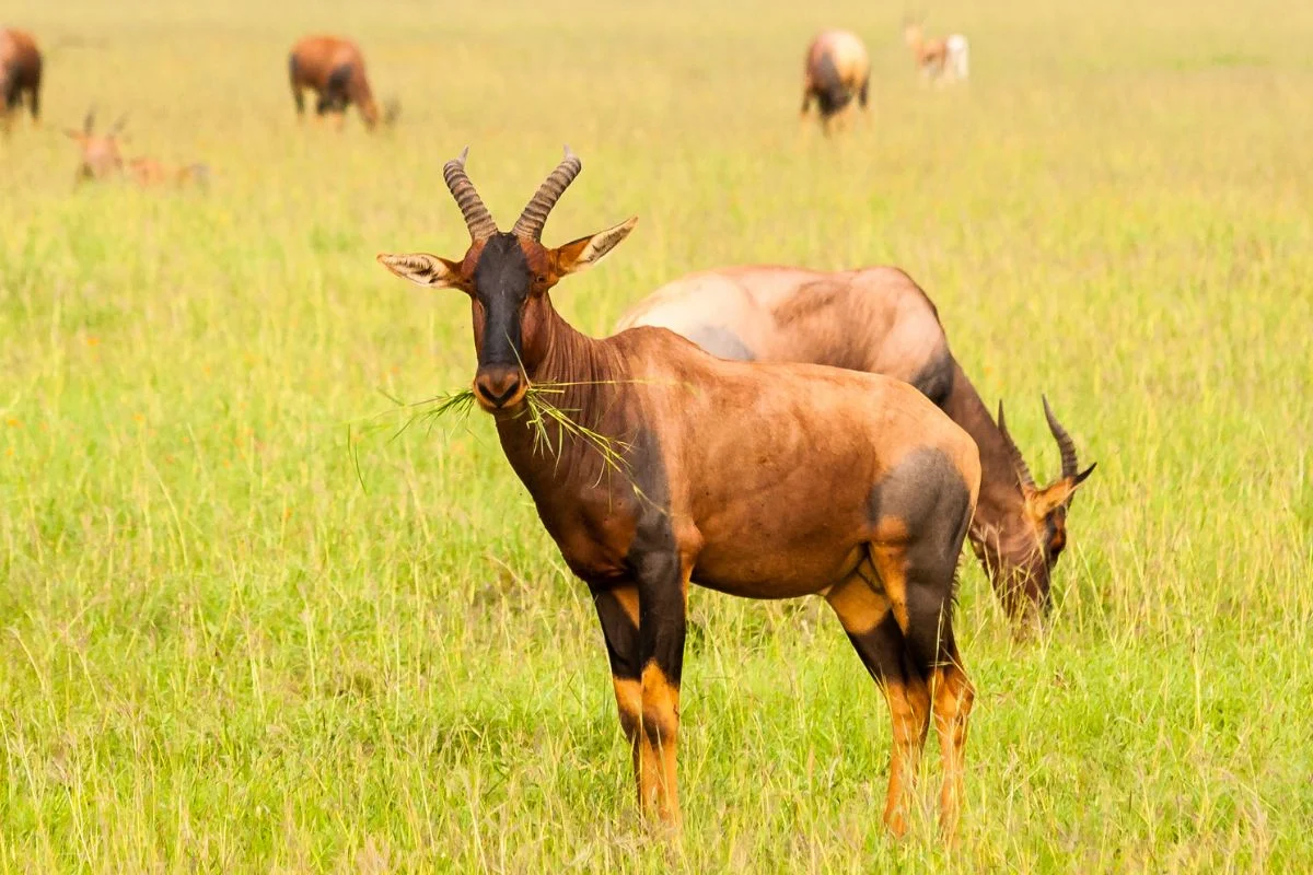 Jackson's Hartebeest and the Antelopes of Kidepo