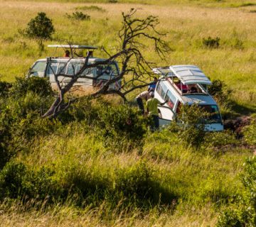 Travel Insurance Claims on Safari: What Is Covered and What Is Refused